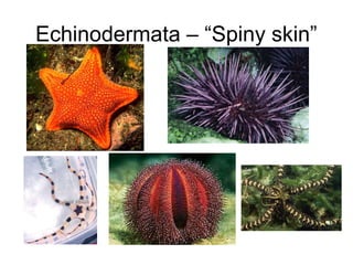 Echinodermata – “Spiny skin”

 