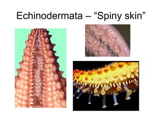 Echinodermata – “Spiny skin”

 