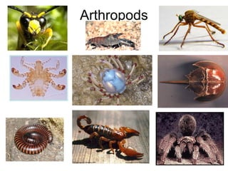 Arthropods

 