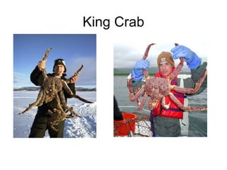 King Crab

 