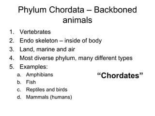 Phylum Chordata – Backboned
animals
1.
2.
3.
4.
5.

Vertebrates
Endo skeleton – inside of body
Land, marine and air
Most diverse phylum, many different types
Examples:
a.
b.
c.
d.

Amphibians
Fish
Reptiles and birds
Mammals (humans)

“Chordates”

 