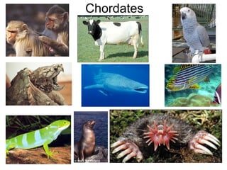 Chordates

 