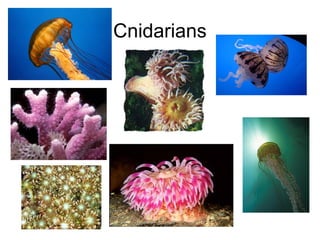 Cnidarians

 