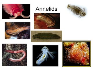 Annelids

 
