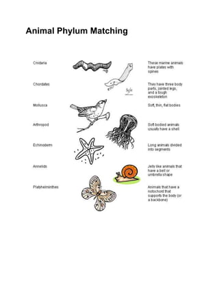 Animal Phylum Matching
 