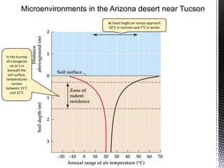 At head height air temps approach
50°C in summer and 7°C in winter
In the burrow
of a kangaroo
rat at 1 m
beneath the
soil surface,
temperatures
remain
between 15°C
and 32°C
 