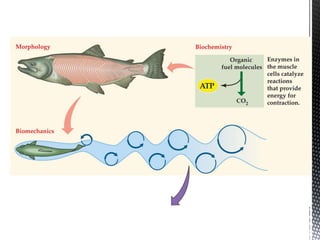 Animal Physiology chapter 1 | PPTX