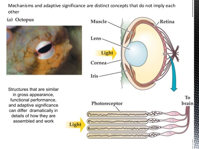 Animal Physiology chapter 1