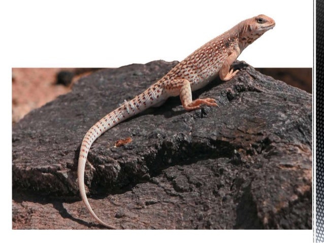 Animal Physiology chapter 1