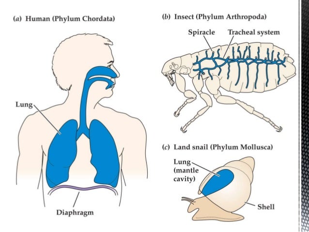 Animal Physiology chapter 1