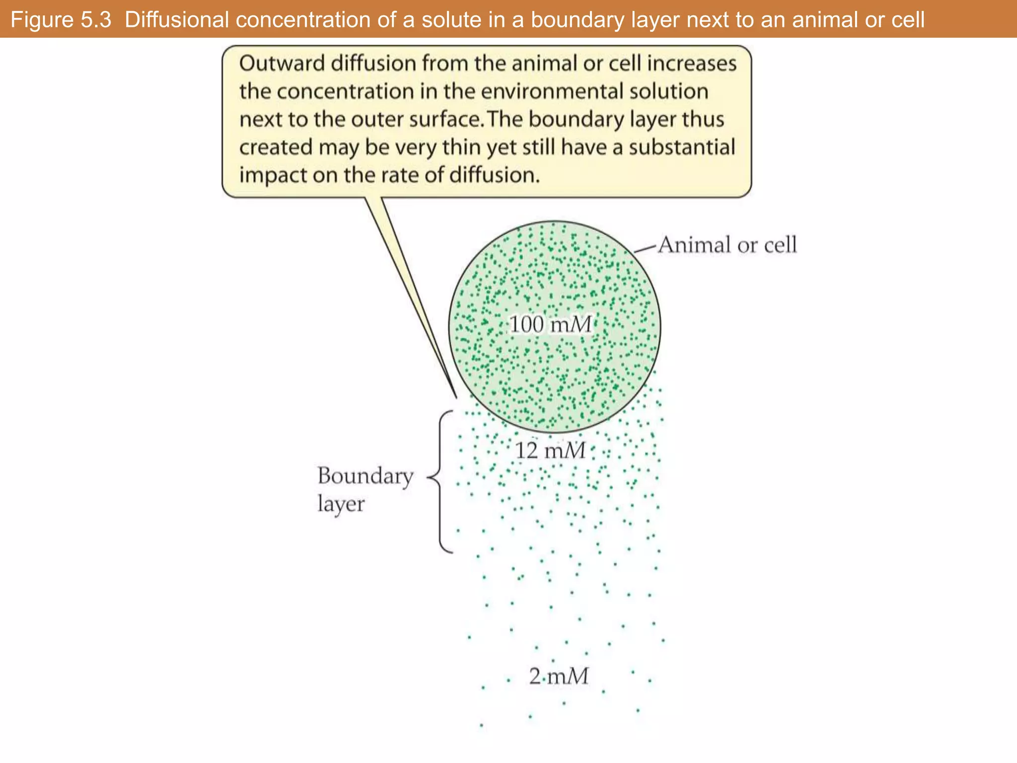 Figure 5.3 Diffusional concentration of a solute in a boundary layer next to an animal or cell
 