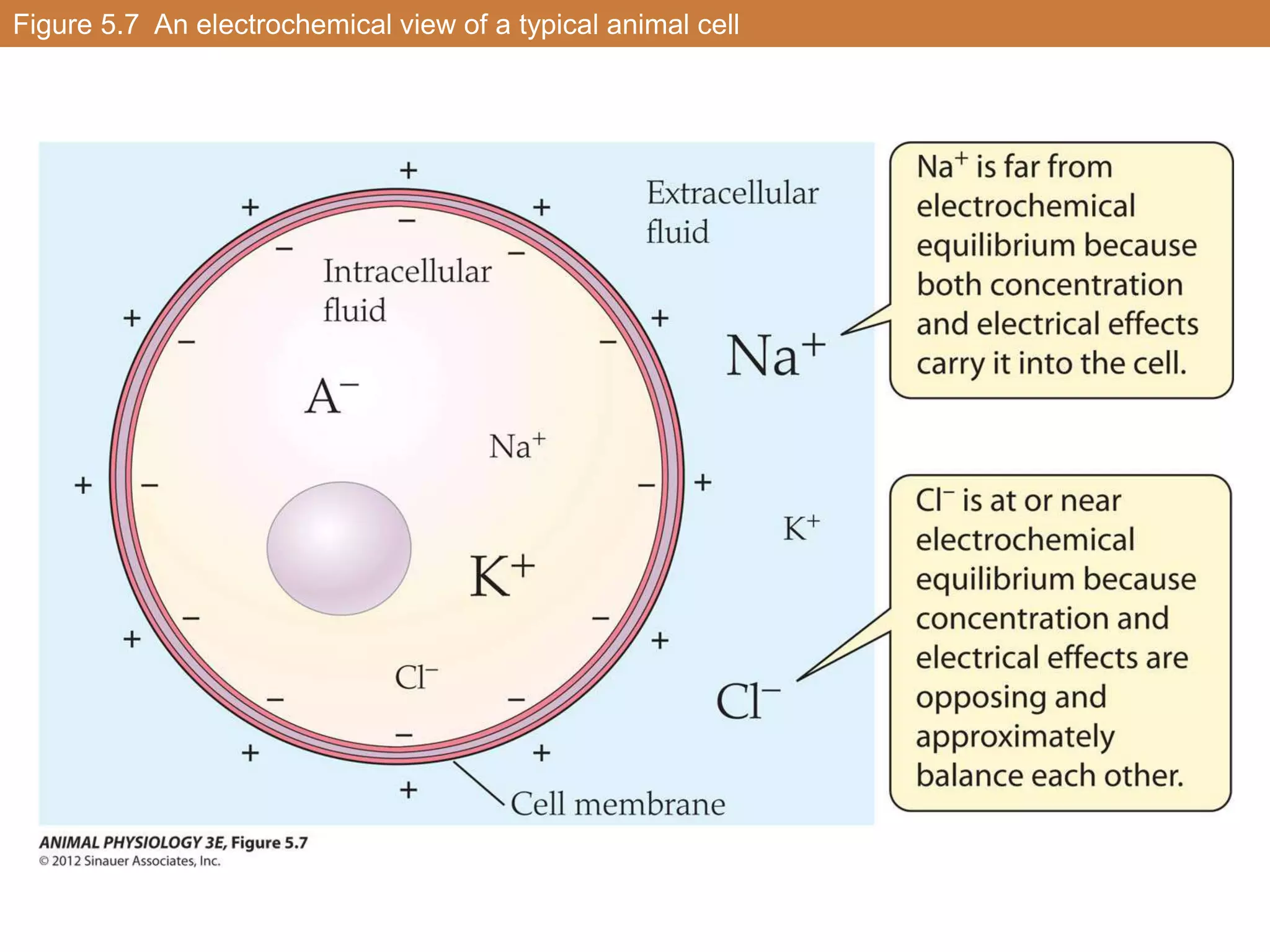 Figure 5.7 An electrochemical view of a typical animal cell
 
