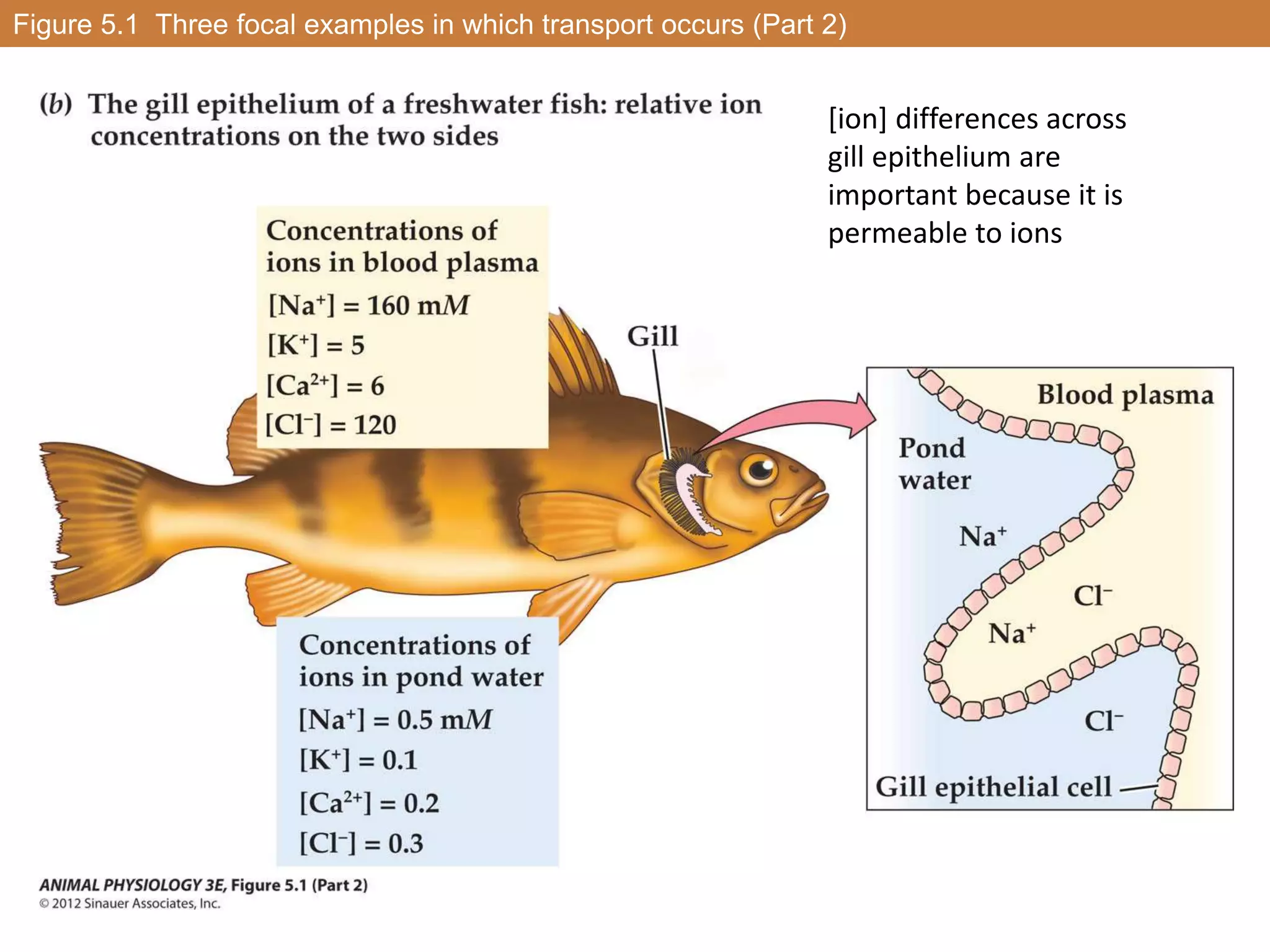 Figure 5.1 Three focal examples in which transport occurs (Part 2)
[ion] differences across
gill epithelium are
important because it is
permeable to ions
 