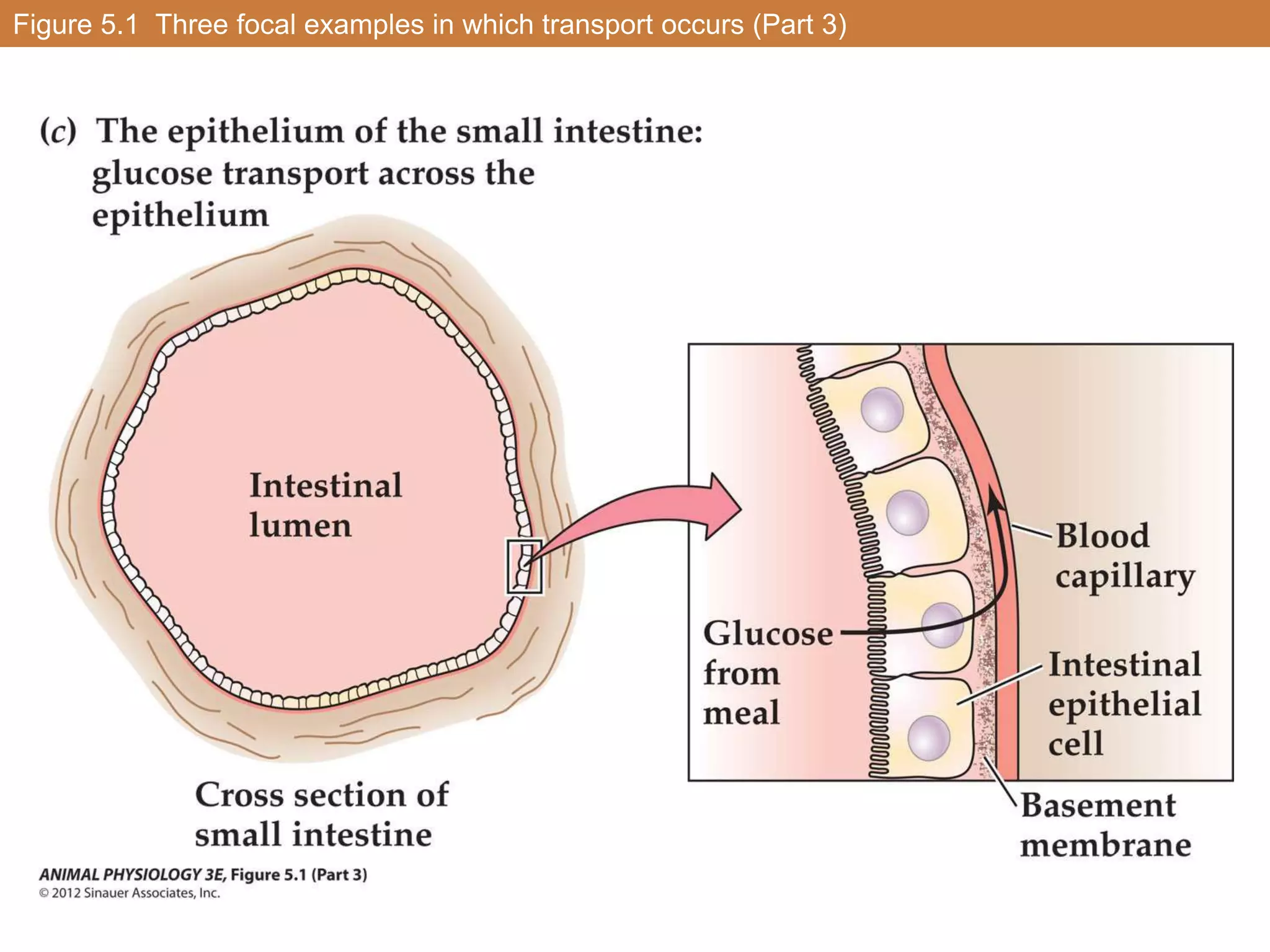 Figure 5.1 Three focal examples in which transport occurs (Part 3)
 