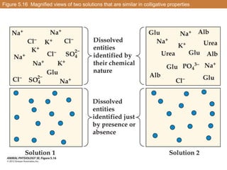 Figure 5.16 Magnified views of two solutions that are similar in colligative properties
 