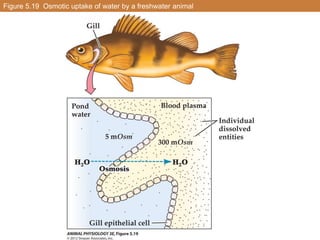 Figure 5.19 Osmotic uptake of water by a freshwater animal
 