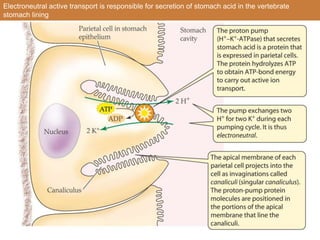 Electroneutral active transport is responsible for secretion of stomach acid in the vertebrate
stomach lining
 
