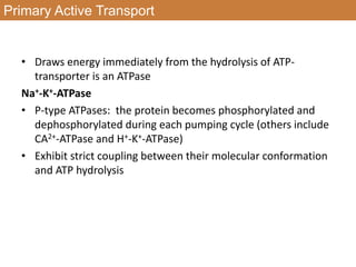 Primary Active Transport
• Draws energy immediately from the hydrolysis of ATP-
transporter is an ATPase
Na+-K+-ATPase
• P-type ATPases: the protein becomes phosphorylated and
dephosphorylated during each pumping cycle (others include
CA2+-ATPase and H+-K+-ATPase)
• Exhibit strict coupling between their molecular conformation
and ATP hydrolysis
 