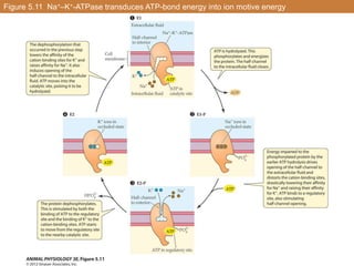 Figure 5.11 Na+–K+-ATPase transduces ATP-bond energy into ion motive energy
 