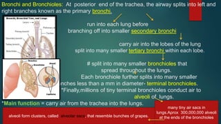 Bronchi and Bronchioles: At posterior end of the trachea, the airway splits into left and
right branches known as the primary bronchi.
run into each lung before
branching off into smaller secondary bronchi
carry air into the lobes of the lung
split into many smaller tertiary bronchi within each lobe.
# split into many smaller bronchioles that
spread throughout the lungs.
Each bronchiole further splits into many smaller
branches less than a mm in diameter- terminal bronchioles.
*Finally,millions of tiny terminal bronchioles conduct air to
alveoli of lungs.
*Main function = carry air from the trachea into the lungs.
alveoli form clusters, called alveolar sacs, that resemble bunches of grapes.
many tiny air sacs in
lungs.Aprox 300,000,000 alveoli
at the ends of the bronchiolesalveoli form clusters, called alveolar sacs, that resemble bunches of grapes.
 