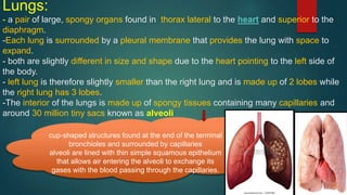 Lungs:
- a pair of large, spongy organs found in thorax lateral to the heart and superior to the
diaphragm.
-Each lung is surrounded by a pleural membrane that provides the lung with space to
expand.
- both are slightly different in size and shape due to the heart pointing to the left side of
the body.
- left lung is therefore slightly smaller than the right lung and is made up of 2 lobes while
the right lung has 3 lobes.
-The interior of the lungs is made up of spongy tissues containing many capillaries and
around 30 million tiny sacs known as alveoli
cup-shaped structures found at the end of the terminal
bronchioles and surrounded by capillaries
alveoli are lined with thin simple squamous epithelium
that allows air entering the alveoli to exchange its
gases with the blood passing through the capillaries.
 