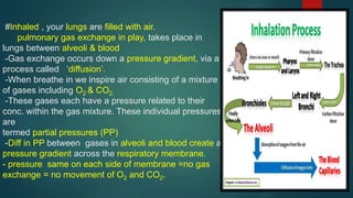 #Inhaled , your lungs are filled with air.
pulmonary gas exchange in play, takes place in
lungs between alveoli & blood
-Gas exchange occurs down a pressure gradient, via a
process called ‘diffusion’.
-When breathe in we inspire air consisting of a mixture
of gases including O2 & CO2.
-These gases each have a pressure related to their
conc. within the gas mixture. These individual pressures
are
termed partial pressures (PP)
-Diff in PP between gases in alveoli and blood create a
pressure gradient across the respiratory membrane.
- pressure same on each side of membrane =no gas
exchange = no movement of O2 and CO2.
 