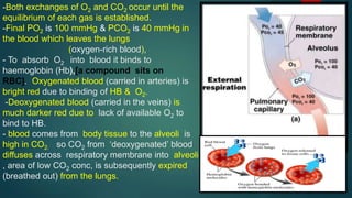 -Both exchanges of O2 and CO2 occur until the
equilibrium of each gas is established.
-Final PO2 is 100 mmHg & PCO2 is 40 mmHg in
the blood which leaves the lungs
(oxygen-rich blood),
- To absorb O2 into blood it binds to
haemoglobin (Hb),[a compound sits on
RBC]. Oxygenated blood (carried in arteries) is
bright red due to binding of HB & O2.
-Deoxygenated blood (carried in the veins) is
much darker red due to lack of available O2 to
bind to HB.
- blood comes from body tissue to the alveoli is
high in CO2. so CO2 from ‘deoxygenated’ blood
diffuses across respiratory membrane into alveoli
, area of low CO2 conc, is subsequently expired
(breathed out) from the lungs.
 