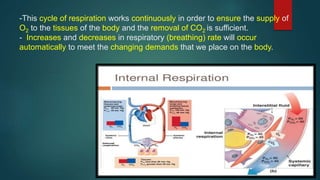 -This cycle of respiration works continuously in order to ensure the supply of
O2 to the tissues of the body and the removal of CO2 is sufficient.
- Increases and decreases in respiratory (breathing) rate will occur
automatically to meet the changing demands that we place on the body.
 
