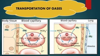 TRANSPORTATION OF GASES
 