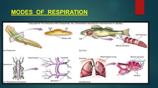 MODES OF RESPIRATION
 