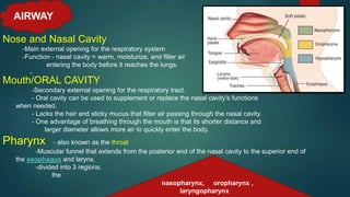 Nose and Nasal Cavity
-Main external opening for the respiratory system
-Function - nasal cavity = warm, moisturize, and filter air
entering the body before it reaches the lungs.
-
Mouth/ORAL CAVITY
-Secondary external opening for the respiratory tract.
- Oral cavity can be used to supplement or replace the nasal cavity’s functions
when needed.
- Lacks the hair and sticky mucus that filter air passing through the nasal cavity.
- One advantage of breathing through the mouth is that its shorter distance and
larger diameter allows more air to quickly enter the body.
Pharynx - also known as the throat
-Muscular funnel that extends from the posterior end of the nasal cavity to the superior end of
the esophagus and larynx.
-divided into 3 regions:
the
AIRWAY
nasopharynx, oropharynx ,
laryngopharynx
 