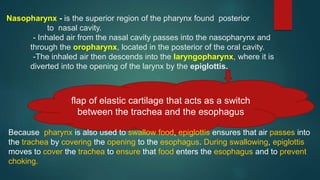 Nasopharynx - is the superior region of the pharynx found posterior
to nasal cavity.
- Inhaled air from the nasal cavity passes into the nasopharynx and
through the oropharynx, located in the posterior of the oral cavity.
-The inhaled air then descends into the laryngopharynx, where it is
diverted into the opening of the larynx by the epiglottis.
flap of elastic cartilage that acts as a switch
between the trachea and the esophagus
Because pharynx is also used to swallow food, epiglottis ensures that air passes into
the trachea by covering the opening to the esophagus. During swallowing, epiglottis
moves to cover the trachea to ensure that food enters the esophagus and to prevent
choking.
 