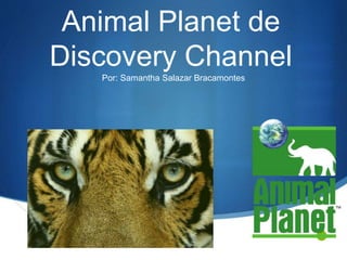 S
Animal Planet de
Discovery Channel
Por: Samantha Salazar Bracamontes
 