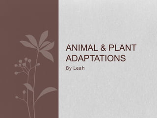 ANIMAL & PLANT
ADAPTATIONS
By Leah
 