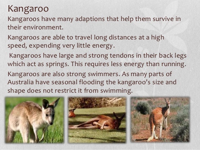 Animal & plant adaptations, Leah