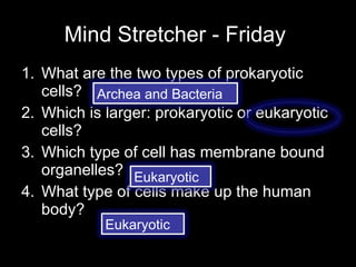 Mind Stretcher - Friday ,[object Object],[object Object],[object Object],[object Object],Archea and Bacteria Eukaryotic Eukaryotic 