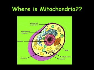 Where is Mitochondria?? 