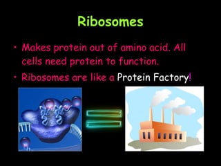 Ribosomes Makes protein out of amino acid. All cells need protein to function.  Ribosomes are like a  Protein Factory !  