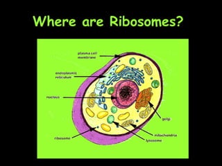 Where are Ribosomes?  