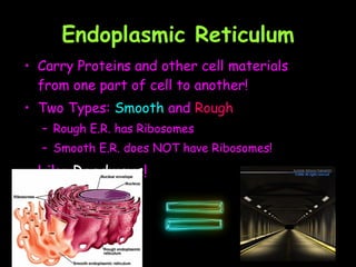 Endoplasmic Reticulum Carry Proteins and other cell materials from one part of cell to another!  Two Types:  Smooth  and  Rough Rough E.R. has Ribosomes Smooth E.R. does NOT have Ribosomes!  Like  Roadways !  