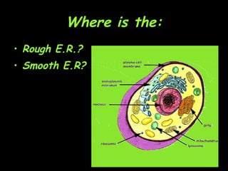 Where is the: Rough E.R.?  Smooth E.R? 