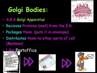 Golgi Bodies : A.K.A  Golgi Apparatus Recieves  Proteins (mail) from the E.R.  Packages  them  (puts it in envelope) Distributes  them to other parts of cell (Mailman)  Like  Postoffice 