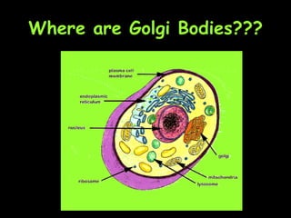 Where are Golgi Bodies??? 