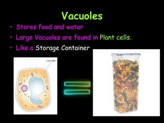 Vacuoles Stores food and water Large Vacuoles are found in  Plant cells.  Like a  Storage Container 