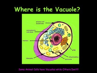 Where is the Vacuole?  Some Animal Cells have Vacuoles while Others Don’t!! 