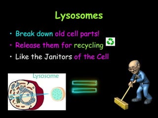 Lysosomes Break down  old cell parts!  Release them for  recycling   Like the Janitors  of the Cell 