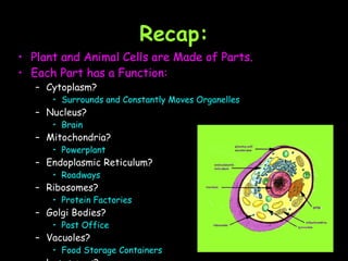 Recap: Plant and Animal Cells are Made of Parts. Each Part has a Function: Cytoplasm?  Surrounds and Constantly Moves Organelles Nucleus? Brain Mitochondria? Powerplant Endoplasmic Reticulum? Roadways Ribosomes? Protein Factories Golgi Bodies? Post Office Vacuoles? Food Storage Containers Lysosomes? Janitors 