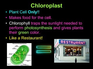 Chloroplast Plant Cell  Only !! Makes food for the cell.  Chlorophyll  traps the sunlight needed to perform  photosynthesis  and gives plants their  green  color.  Like a Restaurant! 