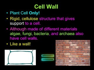 Cell Wall Plant Cell  Only! Rigid, cellulose  structure that gives  support  to a cell. Although  made of different materials  algae, fungi, bacteria , and  archaea  also have cell walls.  Like a wall! 