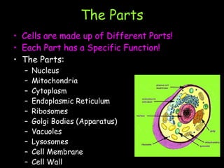 The Parts Cells are made up of Different Parts!  Each Part has a Specific Function! The Parts:  Nucleus Mitochondria Cytoplasm Endoplasmic Reticulum Ribosomes Golgi Bodies (Apparatus) Vacuoles Lysosomes Cell Membrane Cell Wall Chloroplast 